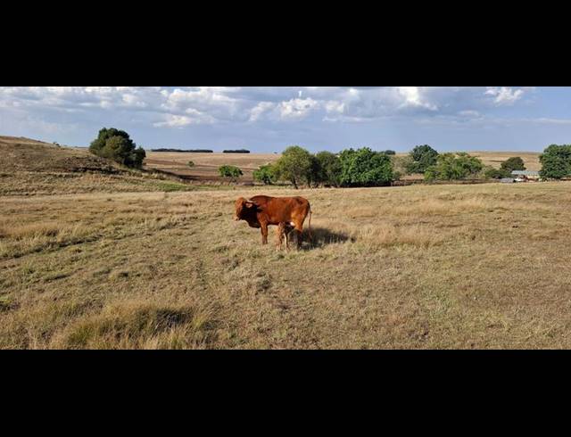 FARM FOR SALE IN CAROLINA